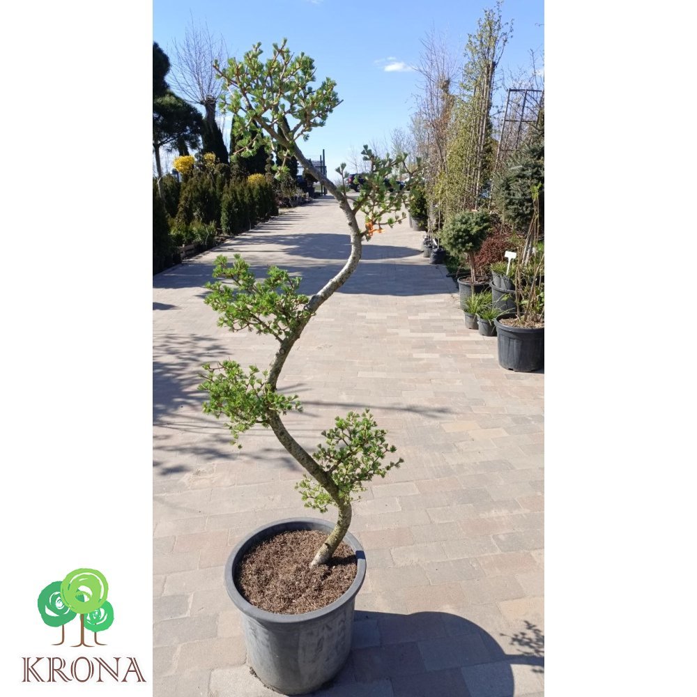Саджанці купити Модрина європейська (Larix decidua) ніваки/Н 130-140 см/ контейнер С 25 L