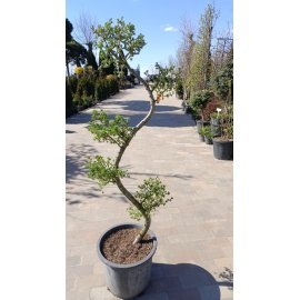 Модрина європейська (Larix decidua) ніваки/Н 130-140 см/ контейнер С 25 L
