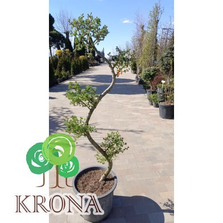 Саджанці купити Модрина європейська (Larix decidua) ніваки/Н 130-140 см/ контейнер С 25 L