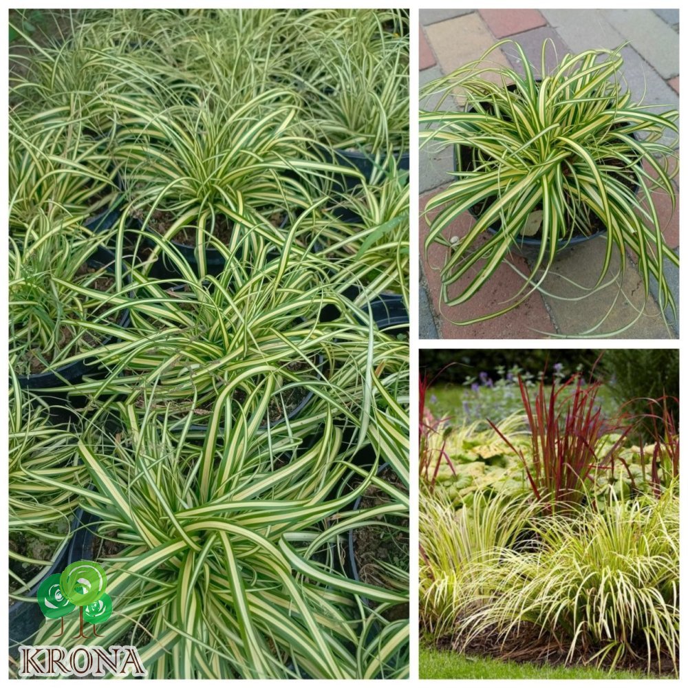 Саджанці купити Осока охименская Еверголд (Carex oshimensis 'Evergold') / контейнер C2 L