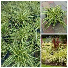 Осока охименская Еверголд (Carex oshimensis 'Evergold') / контейнер C2 L
