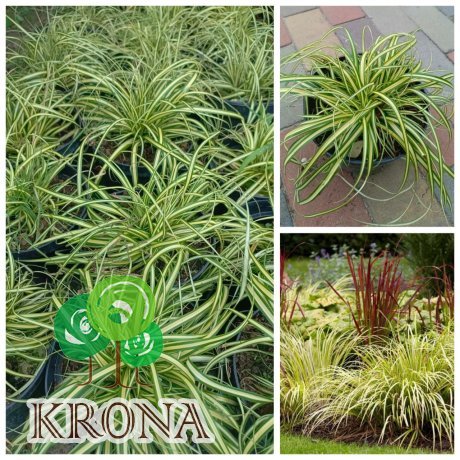 Саджанці купити Осока охименская Еверголд (Carex oshimensis 'Evergold') / контейнер C2 L