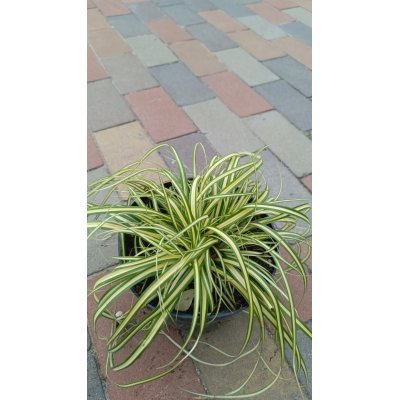 Саджанці купити Осока охименская Еверголд (Carex oshimensis 'Evergold') / контейнер C2 L