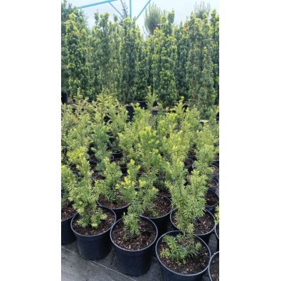 Саджанці купити Тис середній "Хіксі"/(Taxus  media) 'Hicksii" /Н  40-50  см/контейнер С 5 L