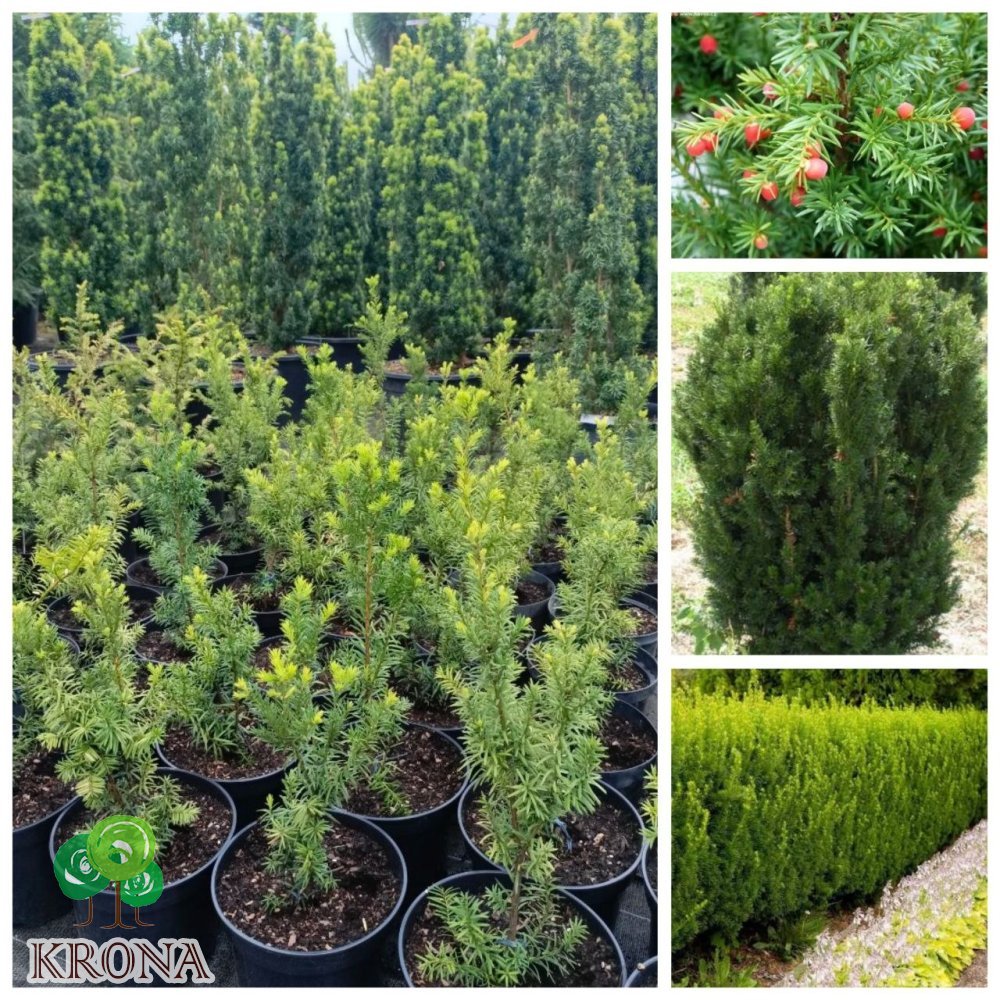Саджанці купити Тис середній "Хіксі"/(Taxus  media) 'Hicksii" /Н  40-50  см/контейнер С 5 L