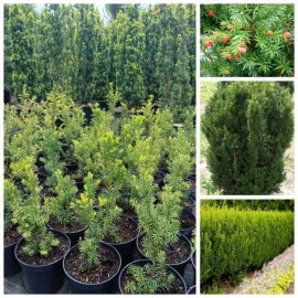 Тис середній "Хіксі"/(Taxus  media) 'Hicksii" /Н  40-50  см/контейнер С 5 L