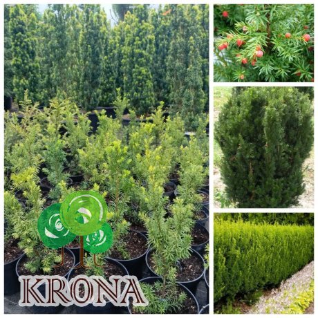 Саджанці купити Тис середній "Хіксі"/(Taxus  media) 'Hicksii" /Н  40-50  см/контейнер С 5 L