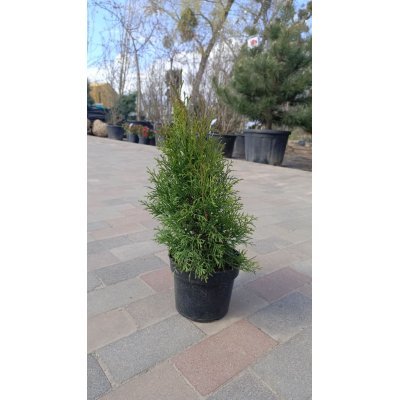 Саджанці купити Туя західна "Смарагд"/Thuja occidentalis 'Smaragd /Н 45-55  см/контейнер С 3L