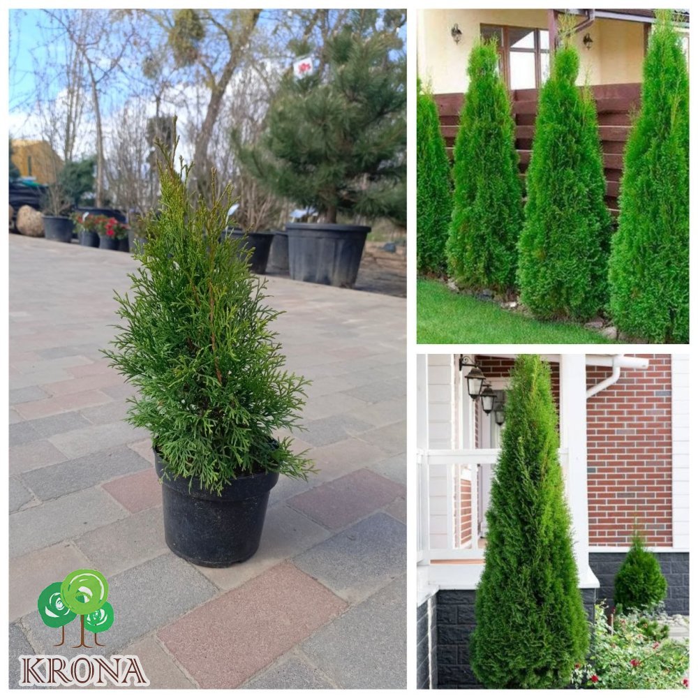 Саджанці купити Туя західна "Смарагд"/Thuja occidentalis 'Smaragd /Н 45-55  см/контейнер С 3L