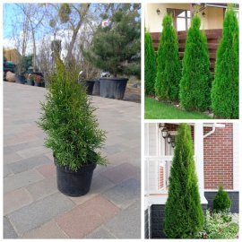 Туя західна "Смарагд"/Thuja occidentalis 'Smaragd /Н 45-55  см/контейнер С 3L