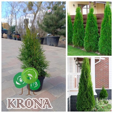 Саджанці купити Туя західна "Смарагд"/Thuja occidentalis 'Smaragd /Н 45-55  см/контейнер С 3L