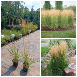 Війник гостроквітковий «Карл Форстер» (Calamagrostis acutiflora 'Karl Foerster')/ контейнер С2 L Війник гостроквітковий «Карл Форстер» (Calamagrostis acutiflora 'Karl Foerster')/ контейнер С2 L