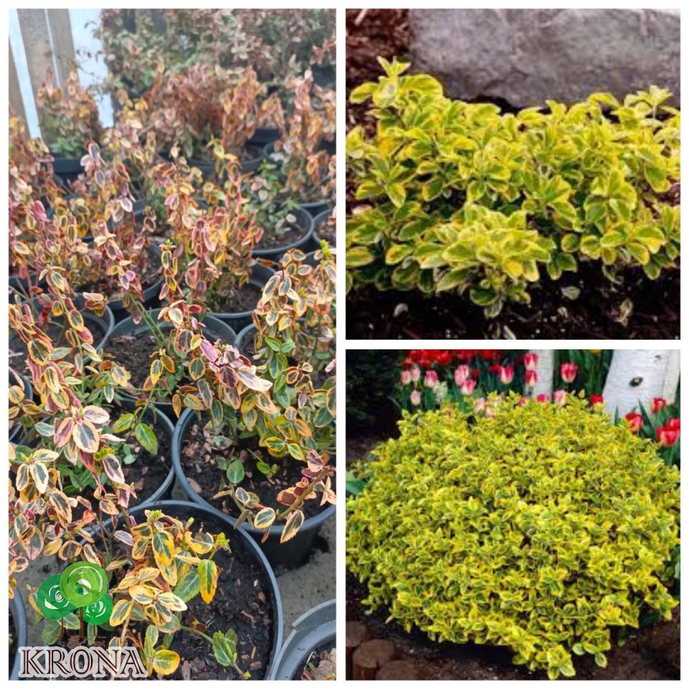Саджанці купити Бересклет японский "Емералд Голд" (Euonymus japonicus) "Emerald'n Gold"/ контейнер С 2 L