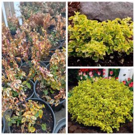 Бересклет японский "Емералд Голд" (Euonymus japonicus) "Emerald'n Gold"/ контейнер С 2 L