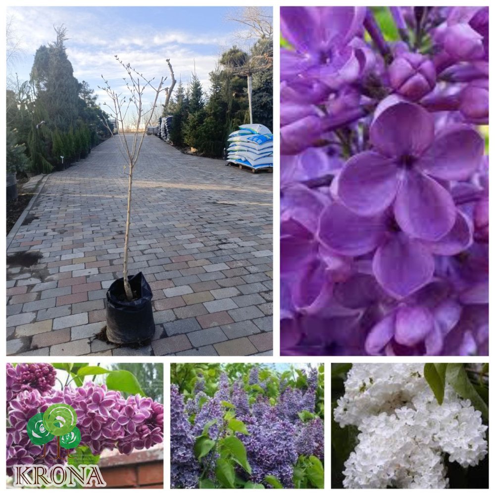 Саджанці купити Бузок звичайний (Syringa vulgaris) "mix" /Н 100-130 см/контейнер С 5 L 
