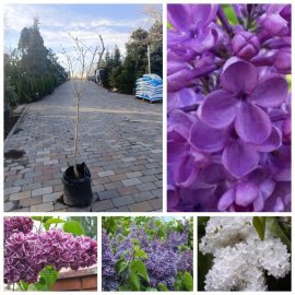 Бузок звичайний (Syringa vulgaris) "mix" /Н 100-130 см/контейнер С 5 L 