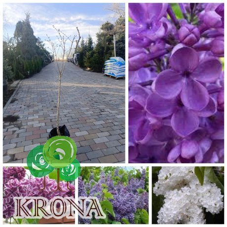 Саджанці купити Бузок звичайний (Syringa vulgaris) "mix" /Н 100-130 см/контейнер С 5 L 