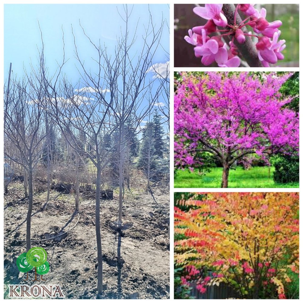 Саджанці купити Церцис/ Багряник канадський (Cercis canadensis) /Н 260 -230 см+ /НО 12-14 см/ ком