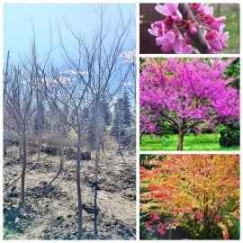 Церцис/ Багряник канадський (Cercis canadensis) /Н 260 -230 см+ /НО 12-14 см/ ком