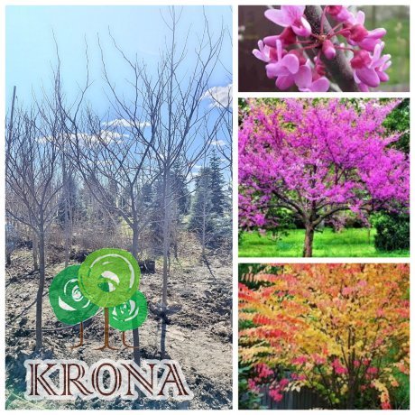 Саджанці купити Церцис/ Багряник канадський (Cercis canadensis) /Н 260 -230 см+ /НО 12-14 см/ ком