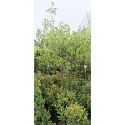Саджанці купити Церцис/ Багряник канадський (Cercis canadensis) /Н 260 -230 см+ /НО 12-14 см/ ком
