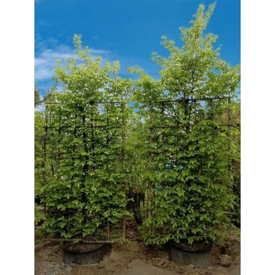 Саджанці купити Граб звичайний (Carpinus betulus) шпалера / Н 350*250 см / контейнер 160 L