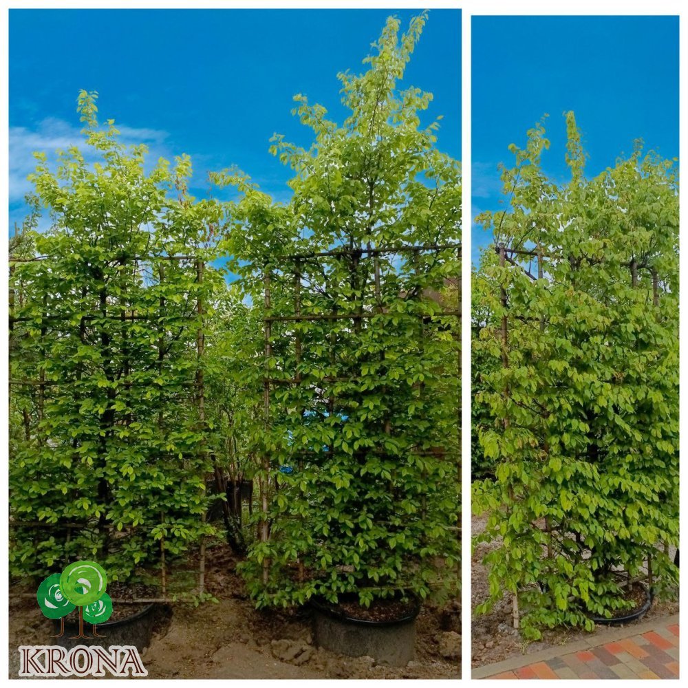 Саджанці купити Граб звичайний (Carpinus betulus) шпалера / Н 350*250 см / контейнер 160 L