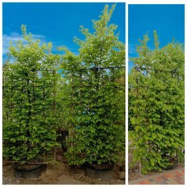 Граб звичайний (Carpinus betulus) шпалера / Н 350*250 см / контейнер 160 L Граб звичайний (Carpinus betulus) шпалера / Н 350*250 см / контейнер 160 L