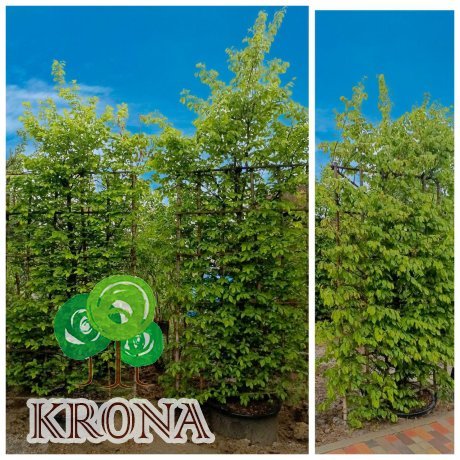 Саджанці купити Граб звичайний (Carpinus betulus) шпалера / Н 350*250 см / контейнер 160 L