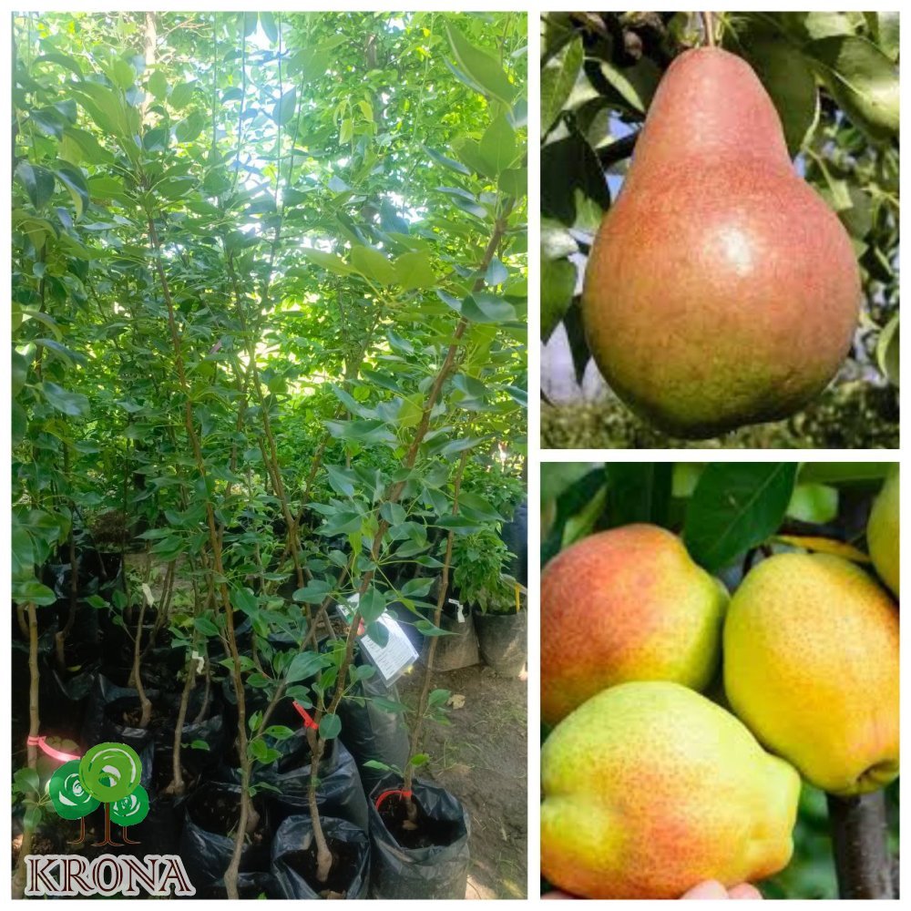 Саджанці купити Груша «Киргизька» /3 роки /контейнер С 7.5L