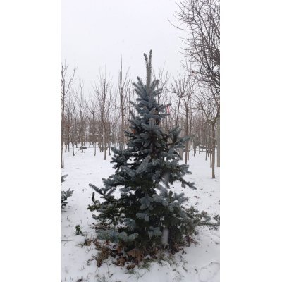 Саджанці купити Ялина колюча (Picea pungens) "Oldenburg" / H 200-220 см / ком
