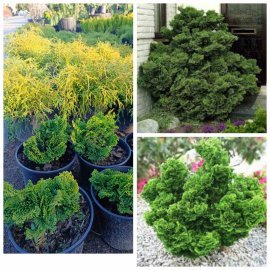 Кипарисовик тупий "Нана Грациліс" (Chmaecyparis obtusa) Nana Gracilis / контейнер  С 5 L