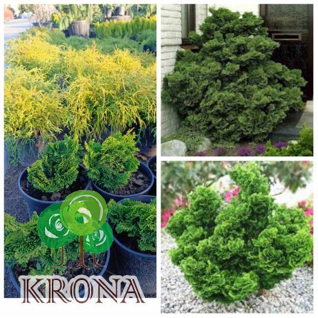 Саджанці купити Кипарисовик тупий "Нана Грациліс" (Chmaecyparis obtusa) Nana Gracilis / контейнер  С 5 L
