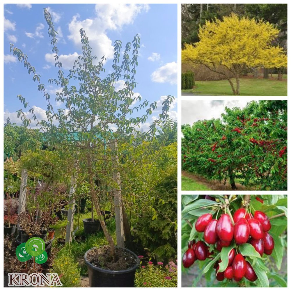 Саджанці купити Кизил звичайний (Cornus mas)  /Н 230 + см/ 8 років / контейнер С 65 L