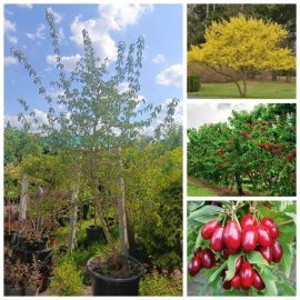 Кизил звичайний (Cornus mas)  /Н 230 + см/ 8 років / контейнер С 65 L