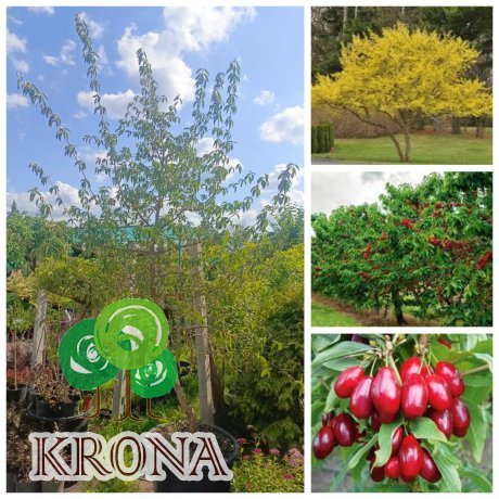 Саджанці купити Кизил звичайний (Cornus mas)  /Н 230 + см/ 8 років / контейнер С 65 L