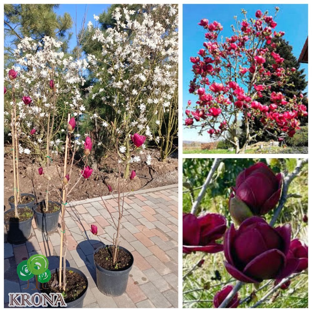 Саджанці купити Магнолія (Magnolia) "Genie"/Джені/Н 100-120 см / контейнер С12 L
