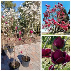 Магнолія (Magnolia) "Genie"/Джені/Н 100-120 см / контейнер С12 L