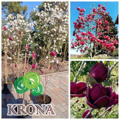 Саджанці купити Магнолія (Magnolia) "Genie"/Джені/Н 100-120 см / контейнер С12 L