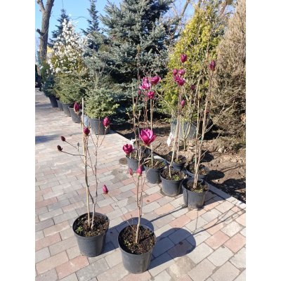 Саджанці купити Магнолія (Magnolia) "Genie"/Джені/Н 100-120 см / контейнер С12 L
