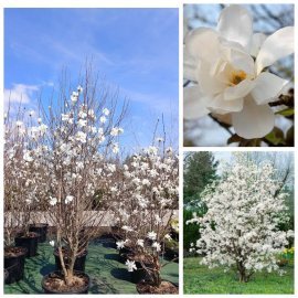 Магнолія Лебнера "Меріл" /(Magnolia) "Merrill"/H 200 см+ /контейнер С 35 Магнолія Лебнера "Меріл" /(Magnolia) "Merrill"/H 200 см+ /контейнер С 35