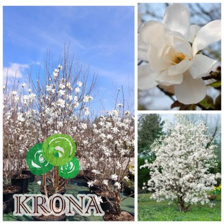 Саджанці купити Магнолія Лебнера "Меріл" /(Magnolia)  "Merrill"/H 200 см+ /контейнер С 35 