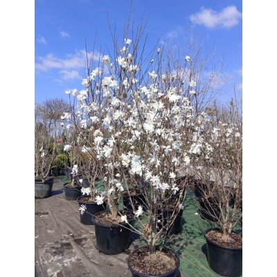 Саджанці купити Магнолія Лебнера "Меріл" /(Magnolia)  "Merrill"/H 200 см+ /контейнер С 35 