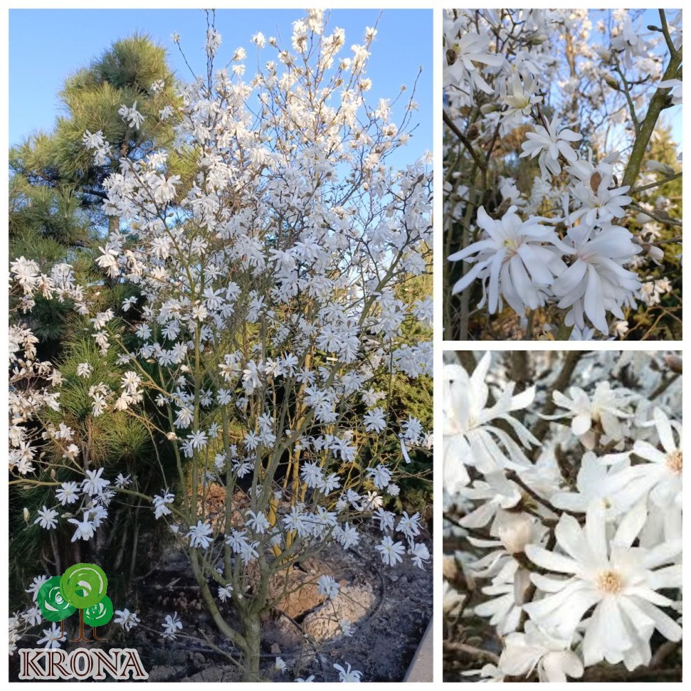 Саджанці купити Магнолія зірчаста "Стелата" (Magnolia stellata)  / кущ Н 200 + см/ ком