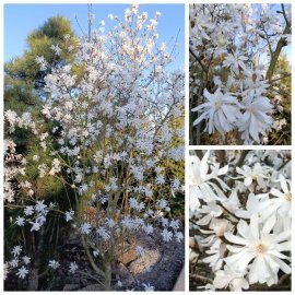 Магнолія зірчаста "Стелата" (Magnolia stellata)  / кущ Н 200 + см/ ком