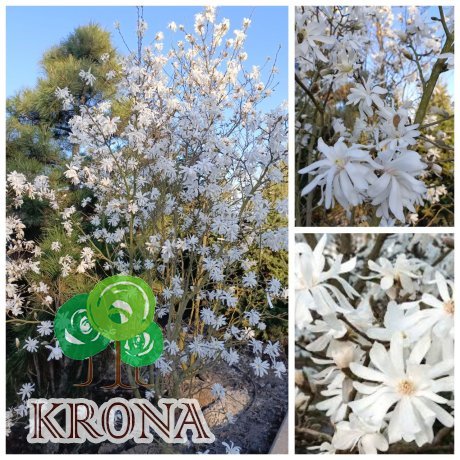 Саджанці купити Магнолія зірчаста "Стелата" (Magnolia stellata)  / кущ Н 200 + см/ ком