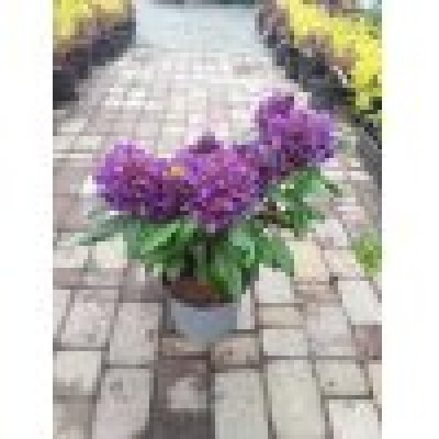 Саджанці купити Рододендрон гібридний  (Rhododendron hybriden) 'Marcel Menard' / Контейнер С  5 L