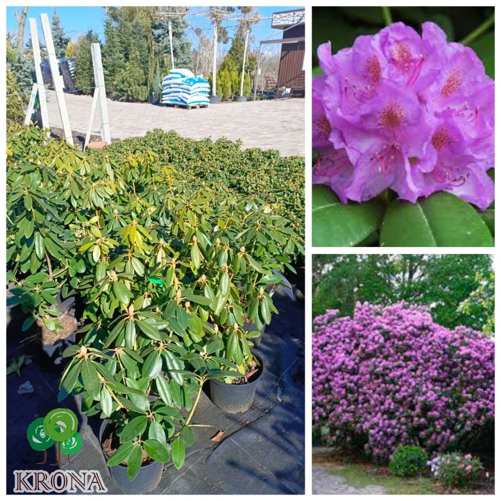 Саджанці купити Рододендрон Катевбінський "Grandiflorum" / контейнер С12 L