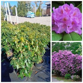 Рододендрон Катевбінський "Grandiflorum" / контейнер С12 L Рододендрон Катевбінський "Grandiflorum" / контейнер С12 L