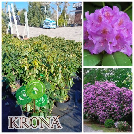 Саджанці купити Рододендрон Катевбінський "Grandiflorum" / контейнер С12 L